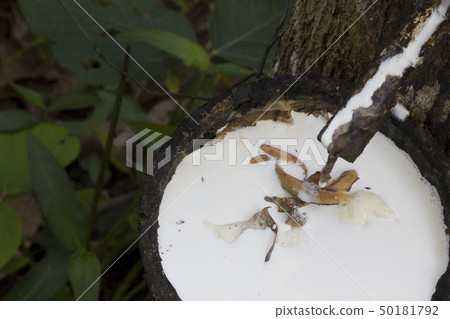 Latex extracted from rubber tree Latex extracted from rubber tree 50181792
