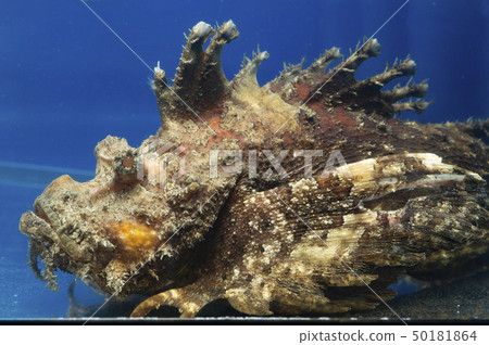 Okoze (Oniokoze) 50181864