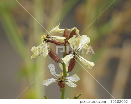 Arugula rocket Rucola Roquette Arugula rocket Rucola Roquette 50182002