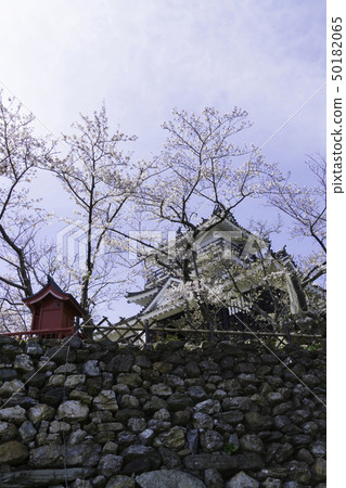 [靜岡縣]濱松城春天的櫻花 50182065