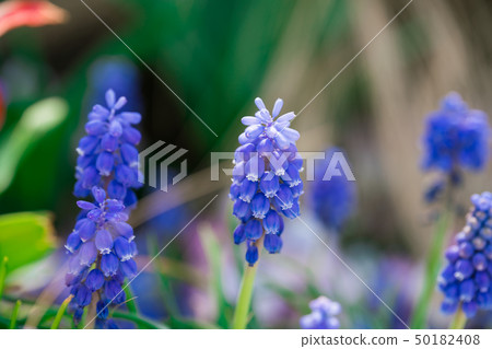 葡萄 葡萄 50182408