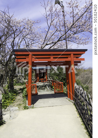 [靜岡縣]濱松城春天的櫻花 50182410