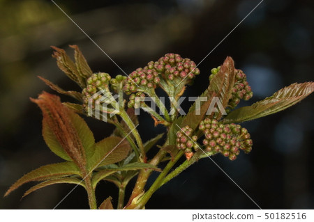 Nature plants rowan, early April. The young leaves are well-matched but still reddish. It looks tough 50182516