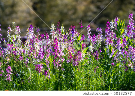 Rinaria Rinaria 50182577