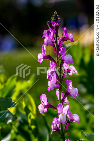 Linaria Linaria 50182663