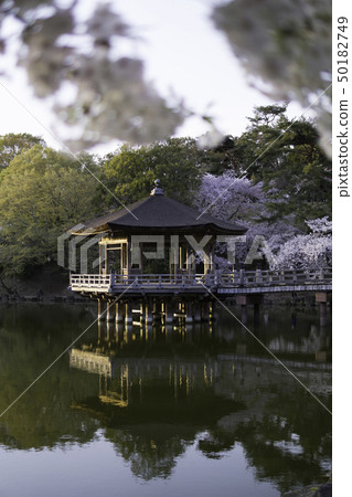 [奈良縣]奈良公園淺谷千原浮宮 50182749