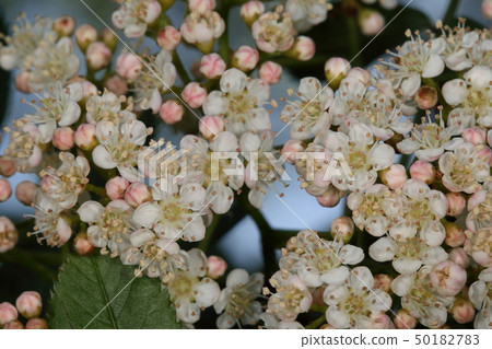 Nature plant rowan, late April. Pink rose and white flower. The petals also appear to be slightly reddish 50182783