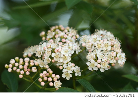 自然植物花揪，4月下旬。當櫻花結束時，似乎盛開 50182791
