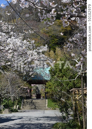 Cherry blossoms at Gwin-ji Cherry blossoms at Gwin-ji 50182979