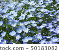 喜林草 50183082