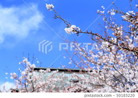 Cherry blossoms of Laha Cherry blossoms in Kamakura 50183220