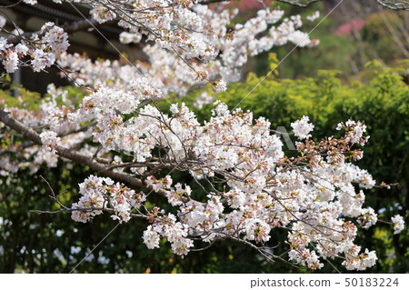 Cherry blossoms of Laha Cherry blossoms in Kamakura 50183224