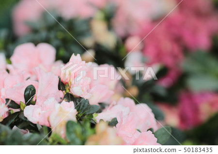 Perennial garden flower bed in spring at flower 50183435