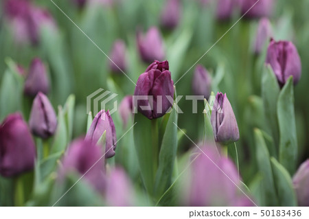 Tulipa gesneriana 50183436