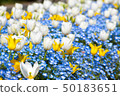 Tulip and nemophila flower field 50183651