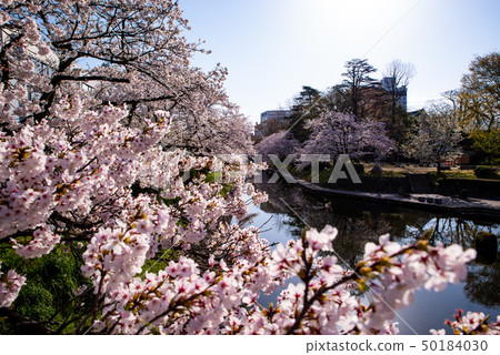Scenery of Toyama city From the row of cherry blossom trees of Matsukawa from the Seventy Two Bridges 2010.04 a-2 Scenery of Toyama city From the row of cherry blossom trees of Matsukawa from the Seventy Two Bridges 2010.04 a-2 50184030