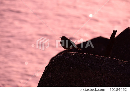 搖滾海星 50184462