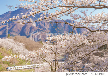 Seibu Limited Express Laview和Sakura Seibu Limited Express Laview和Sakura 50184905