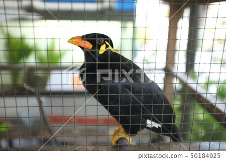 Hill Myna (Talking Myna or Grackle) in the cage Hill Myna (Talking Myna or Grackle) in the cage 50184925