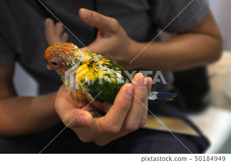 Close up shot of human hand holding beautiful 50184949