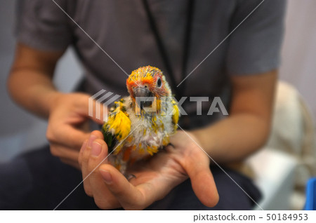Close up shot of human hand holding beautiful 50184953