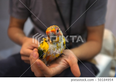 Close up shot of human hand holding beautiful 50184954