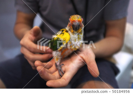Close up shot of human hand holding beautiful 50184956