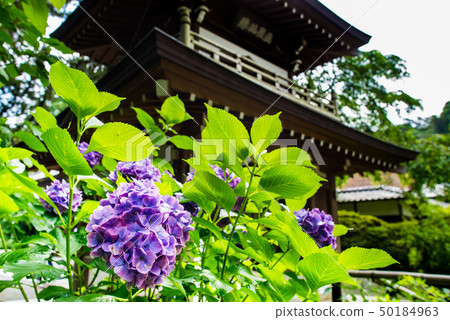 Sanma的Kamakura Jochi-ji Temple繡球花 Sanma的Kamakura Jochi-ji Temple繡球花 50184963