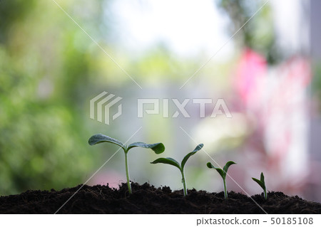 Small tree sapling plants planting Small tree sapling plants planting 50185108