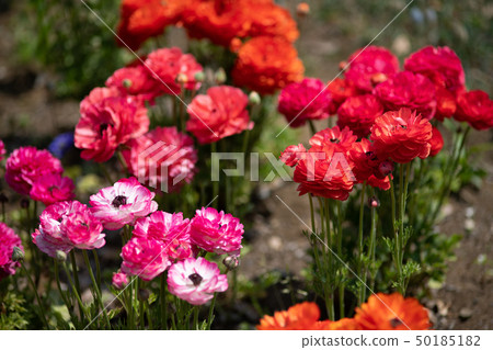Colorful Ranunculus Colorful Ranunculus 50185182