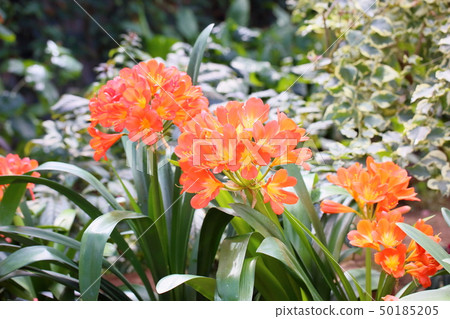 Kunsiran flowers Kunsiran flowers 50185205