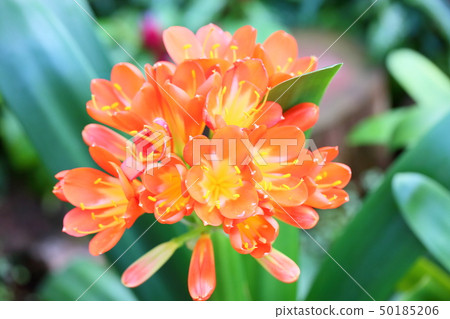 Kunsiran flowers Kunsiran flowers 50185206