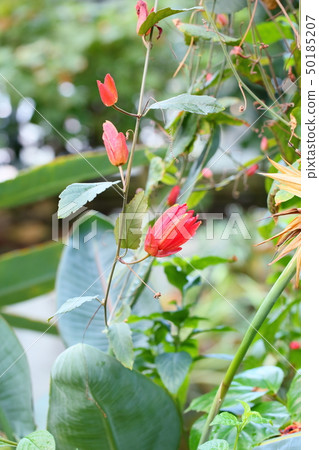 Passionflower flowers Passionflower flowers 50185207