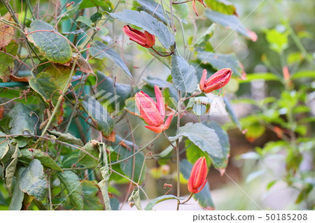Passionflower flowers Passionflower flowers 50185208