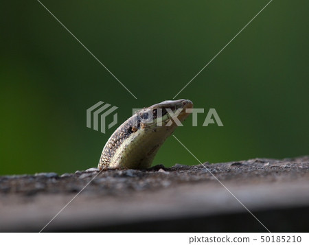 small tiny green black brown wild skink small size 50185210