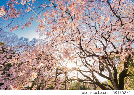 在Rokugien的伙計櫻花 50185285