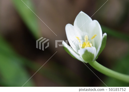 公園的花 公園的花 50185752