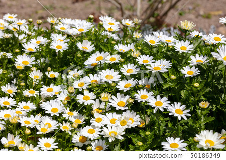 Chrysan semamu北極（菊科） 50186349