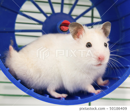 hamster running hamster running 50186409