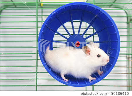 hamster running hamster running 50186410