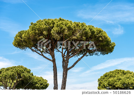 Maritime pine trees in Mediterranean region Maritime pine trees in Mediterranean region 50186626