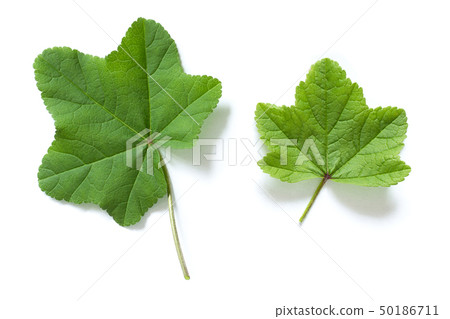 Fresh green natural leaf isolated on white Fresh green natural leaf isolated on white 50186711