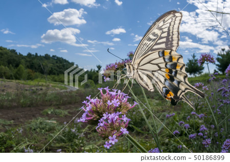 Swallowtail 50186899