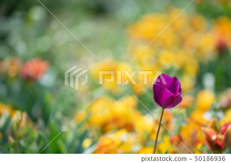 紫色鬱金香 紫色鬱金香 50186936