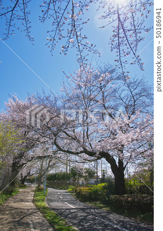 武藏大和站附近的多摩湖自行車步行道 50186941