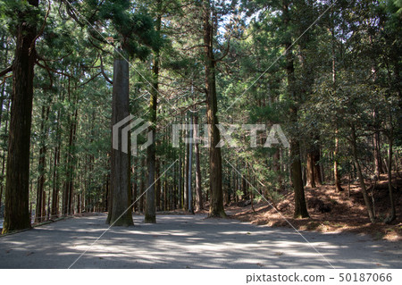 Miyagizawa Akagi Shrine區域雪松森林前橋市 Miyagizawa Akagi Shrine區域雪松森林前橋市 50187066