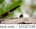 Flowering branch with white delicate flowers on wooden surface. Declaration of love, spring. Wedding 50187198