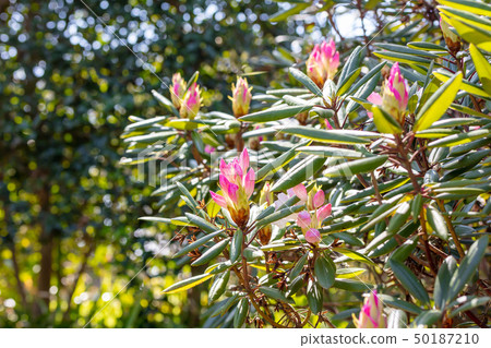 Akashoshishukunage (Azaleaaceae) wood skin · tree skin · tree bar · shell × bark · wood grain · flower · sprout · fruit) 50187210