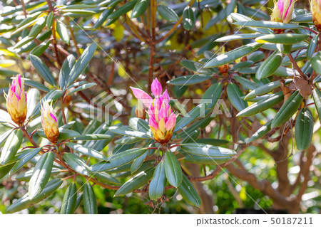 Akashoshishukunage(杜鵑花科)木皮·樹皮·樹酒吧·貝殼×樹皮·木紋·花·芽·水果) Akashoshishukunage(杜鵑花科)木皮·樹皮·樹酒吧·貝殼×樹皮·木紋·花·芽·水果) 50187211
