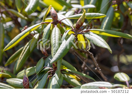 Akashoshishukunage（杜鵑花科）木皮·樹皮·樹酒吧·貝殼×樹皮·木紋·花·芽·水果） 50187212